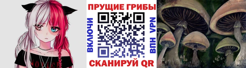 купить наркоту  Чулым  Галлюциногенные грибы Psilocybe 